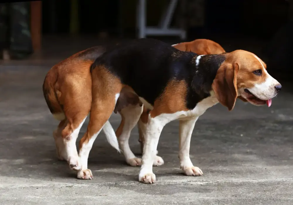 Odruchy kopulacyjne u suki: kiedy są normalne, a kiedy niepokojące?