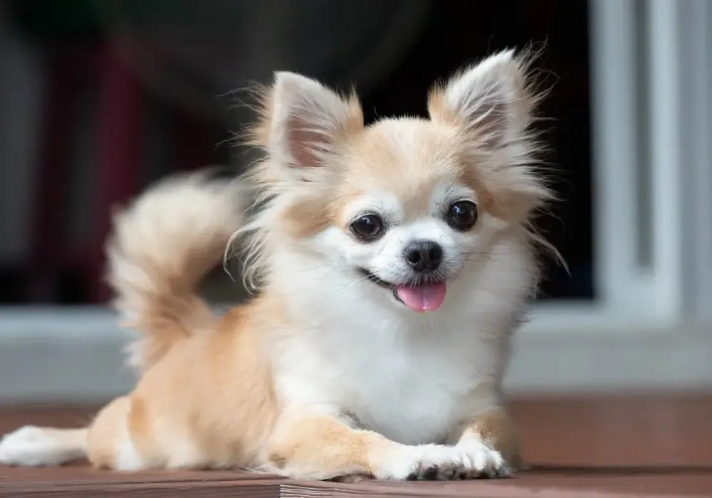 Chihuahua ma włosy czy sierść? Odkryj prawdę o ich futrze