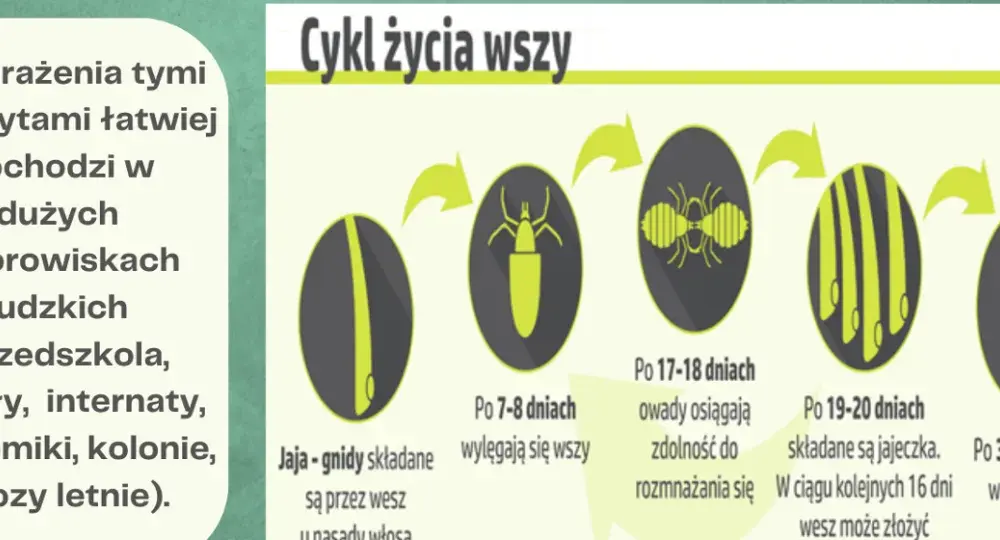 Wszy u dziecka objawy – jak rozpoznać i uniknąć powikłań