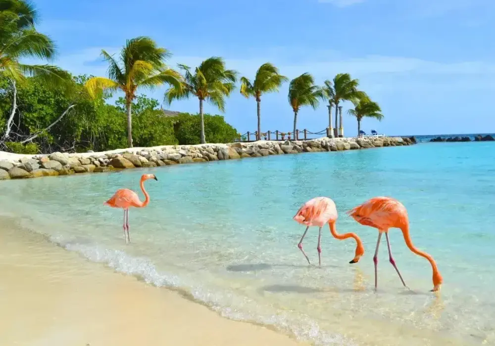 Aruba bez stresu - praktyczny plan wyjazdu od plaż po Arikok