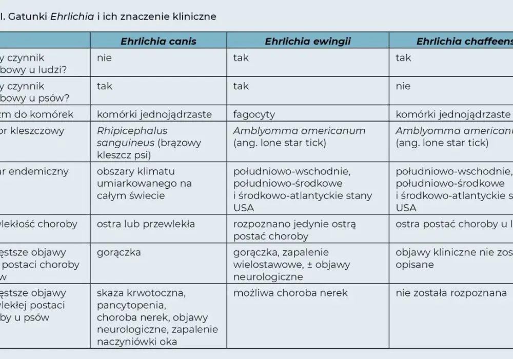 Pies dziwnie się zachowuje? To może być erlichioza neurologiczna