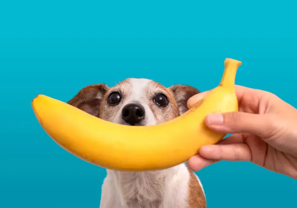 Banan dla psa: Potas czy cukier? Bezpieczne zasady podawania