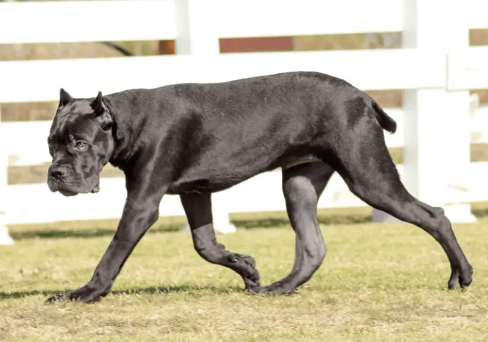 Cane Corso: Jaka jest prawidłowa waga psa i szczeniaka?