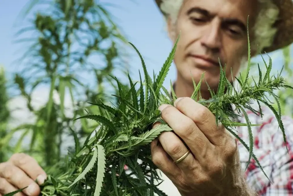 Marihuana a depresja - kiedy chwilowa ulga zaczyna szkodzić?