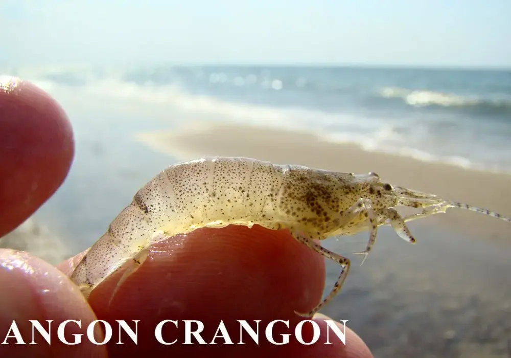 Czy krewetki są w Bałtyku? Odkryj ich gatunki i tajemnice życia