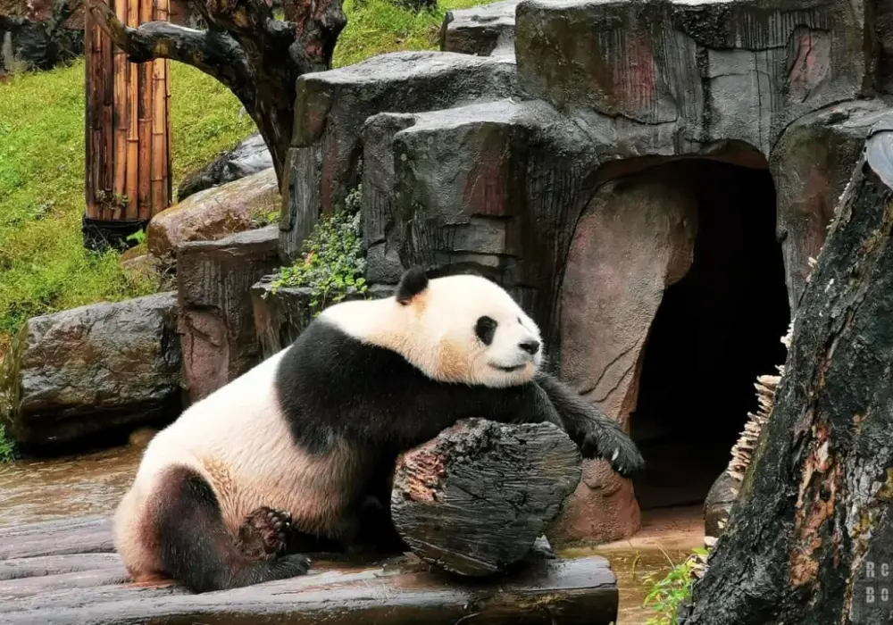 Pandy w zoo – gdzie je zobaczyć i jak zaplanować wizytę?
