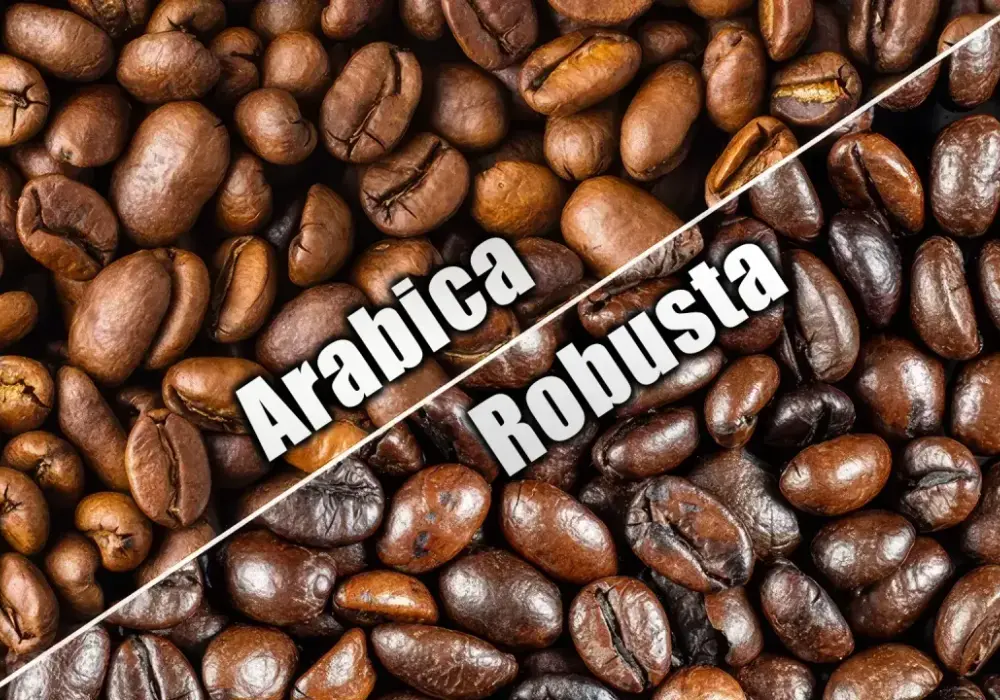 Arabica vs Robusta: Jak wybrać idealną kawę? Poradnik