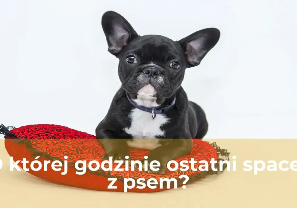 O której ostatni spacer z psem? Spokojna noc gwarantowana!
