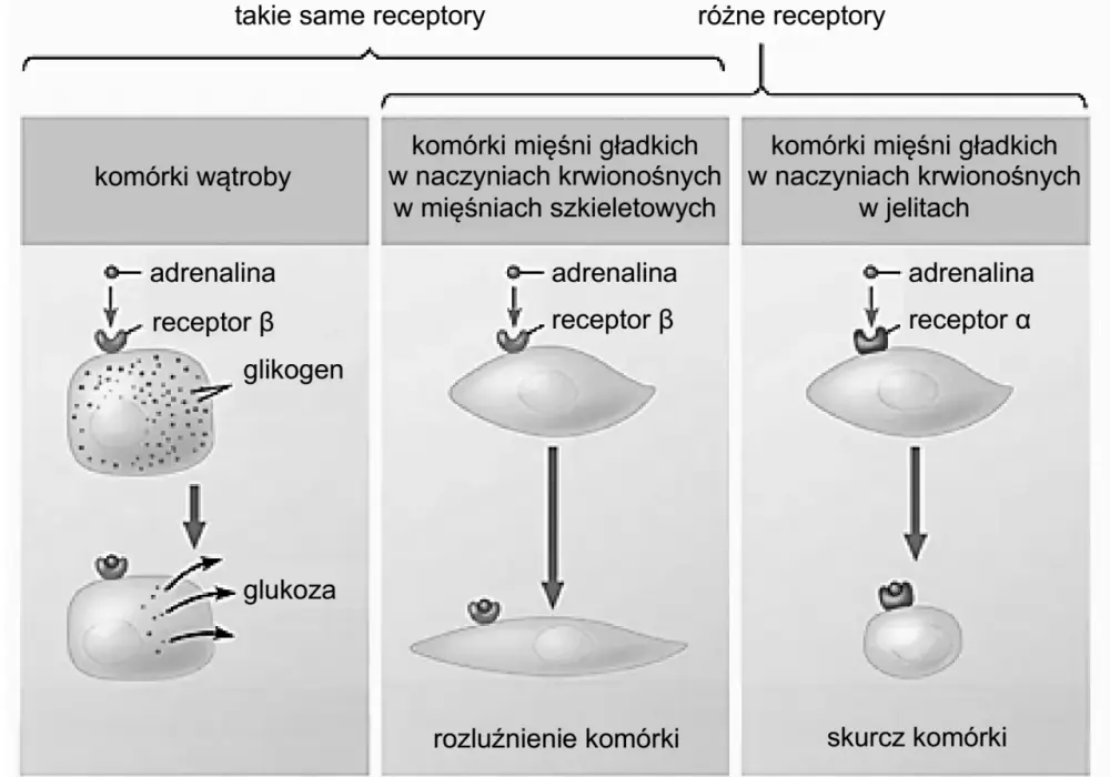 Mechanizmy działania hormonów - Dlaczego jedne działają szybciej?