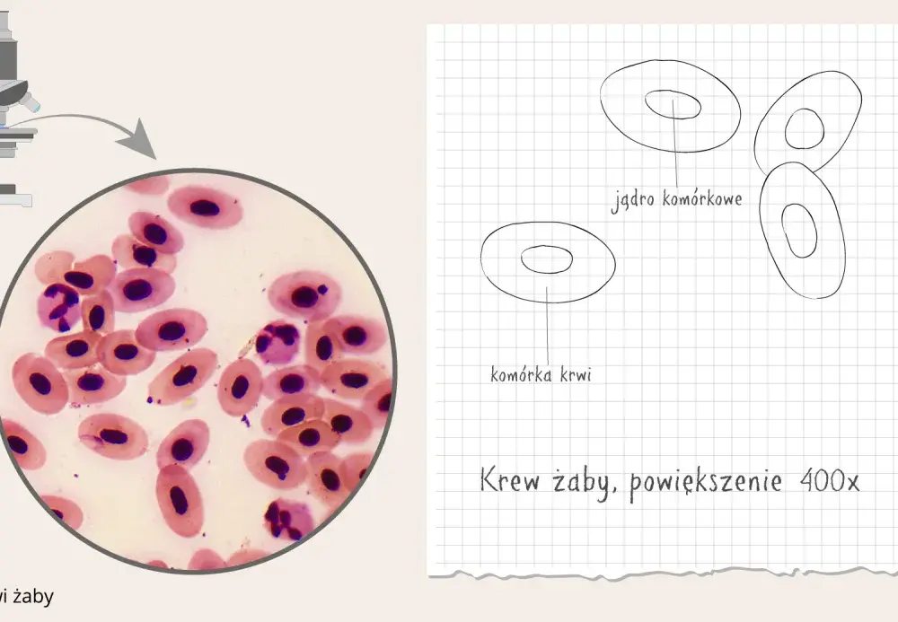 Przygotowanie preparatu mikroskopowego - Jak uzyskać ostry obraz?