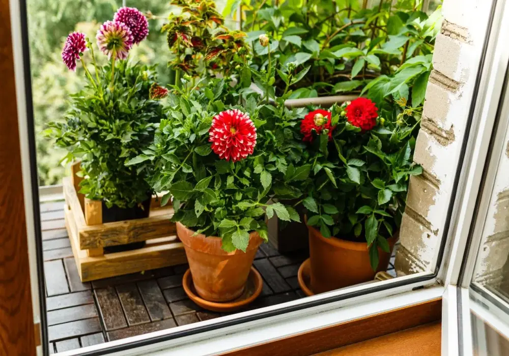 Jakie kwiaty na bardzo słoneczny balkon - rośliny, które przetrwają upały
