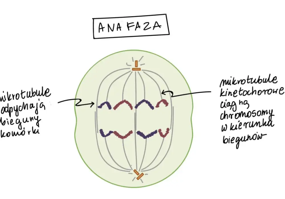 Liczba chromosomów po mitozie - Jak nie popełnić błędu w liczeniu?