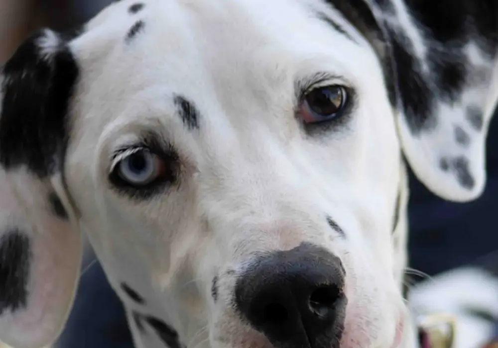 Heterochromia u psa: czy różnokolorowe oczy to problem?