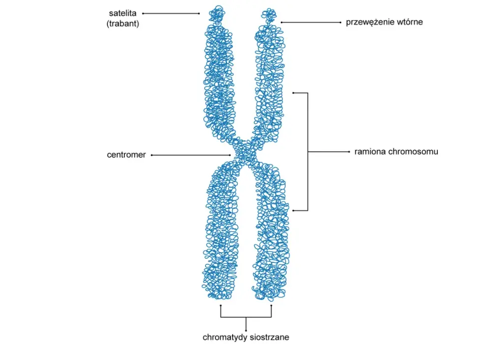 Stopnie upakowania DNA - Jak komórka mieści 2 metry nici w jądrze?