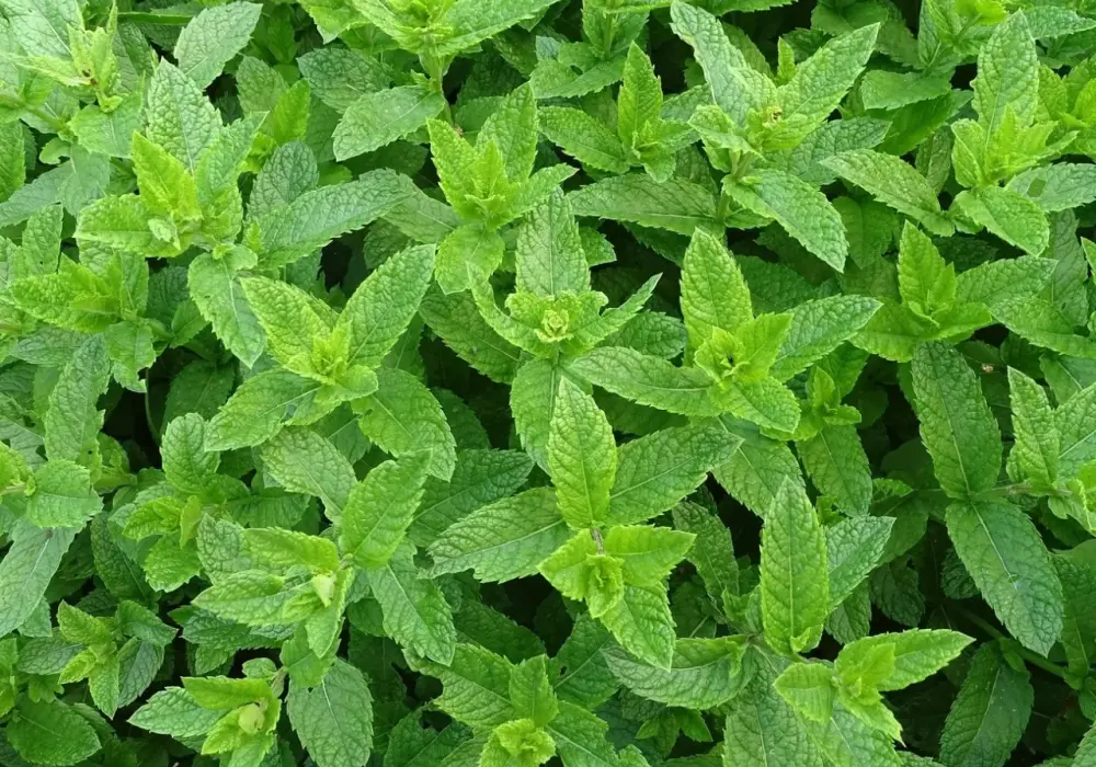 Mięta do Mojito: Pieprzowa czy Zielona? Wybierz mądrze!