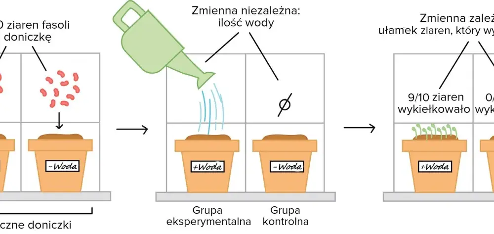 Doświadczenie biologiczne - Jak zaplanować badanie i uniknąć błędów?