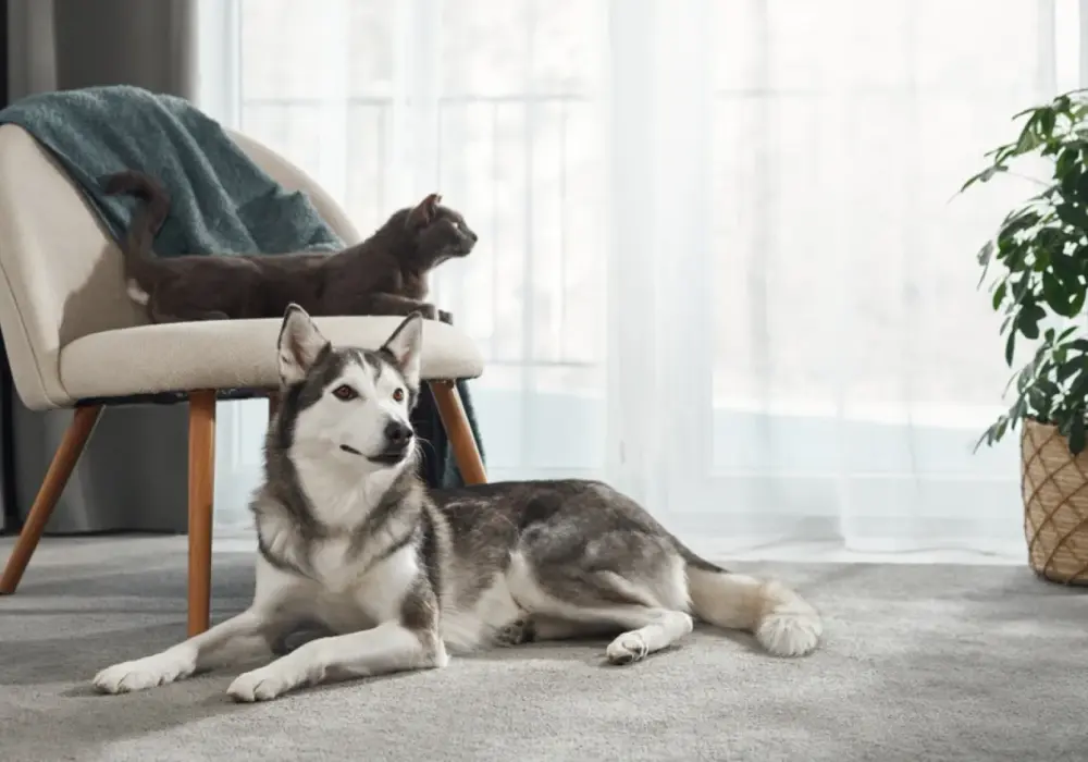 Adopcja husky: przewodnik, koszty i czy to pies dla Ciebie?