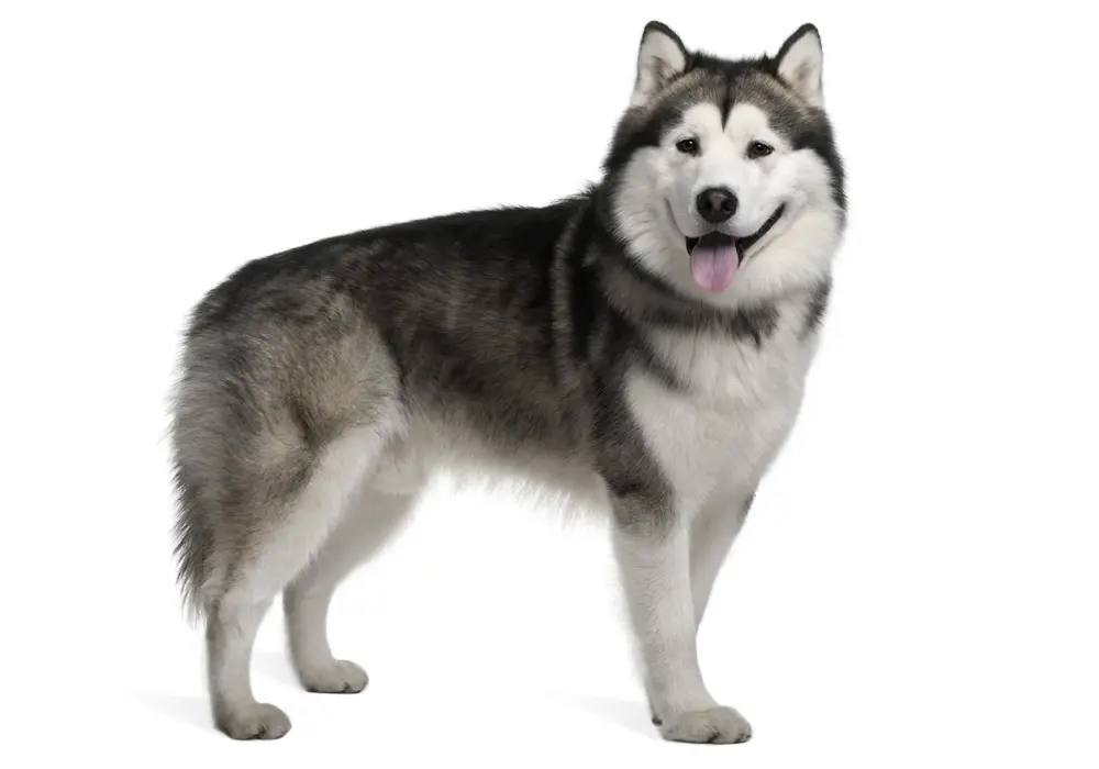 Alaskan Malamute vs Husky: Kluczowe Różnice i Wybór Psa