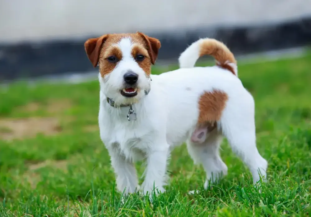 Jack Russell Terrier: Sierść czy włosy? Poznaj kluczowe różnice