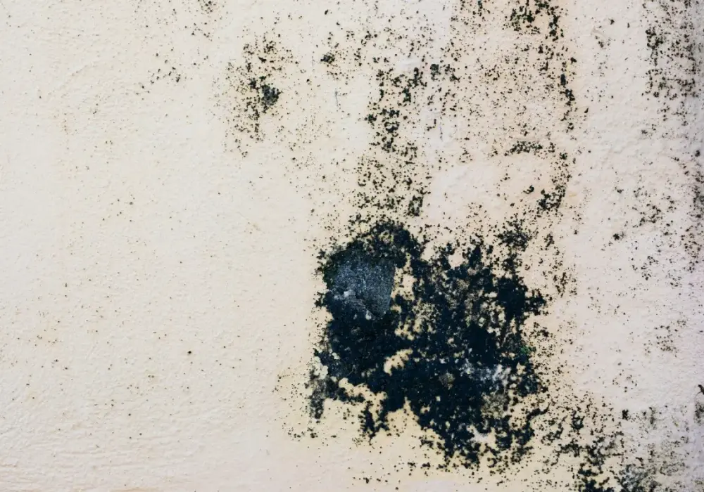 Pleśń w oczyszczaczu? Jak ją znaleźć, usunąć i zapobiec