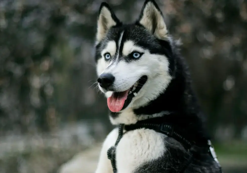 Ile dziennie je husky? Odkryj, jak karmić swojego psa prawidłowo