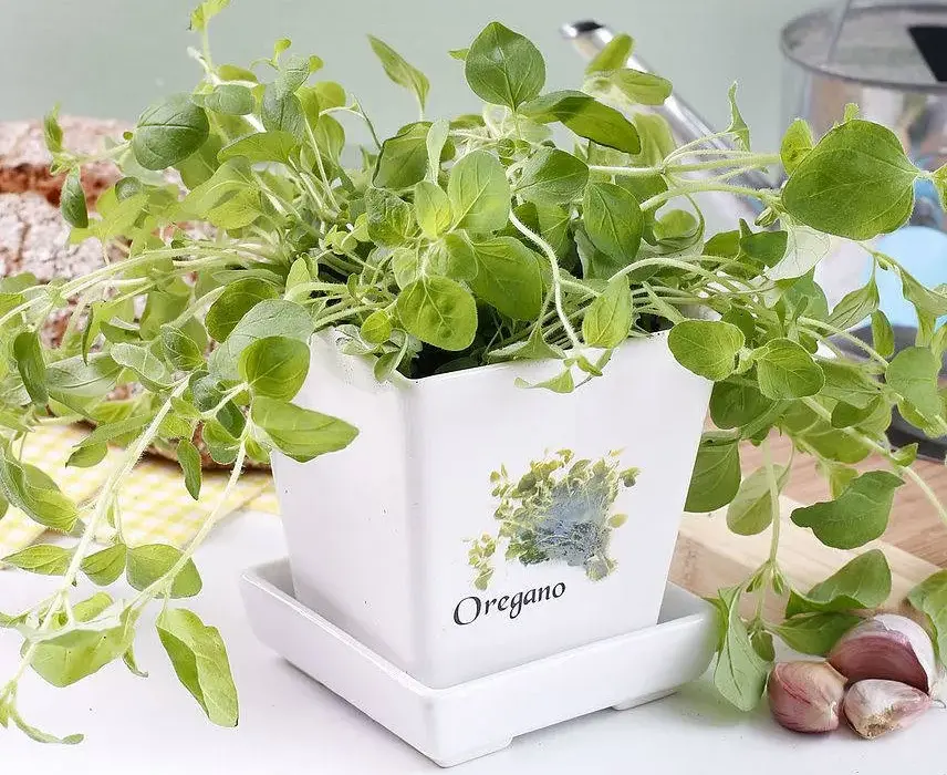 Jak wykorzystać świeże oregano w kuchni do pysznych potraw