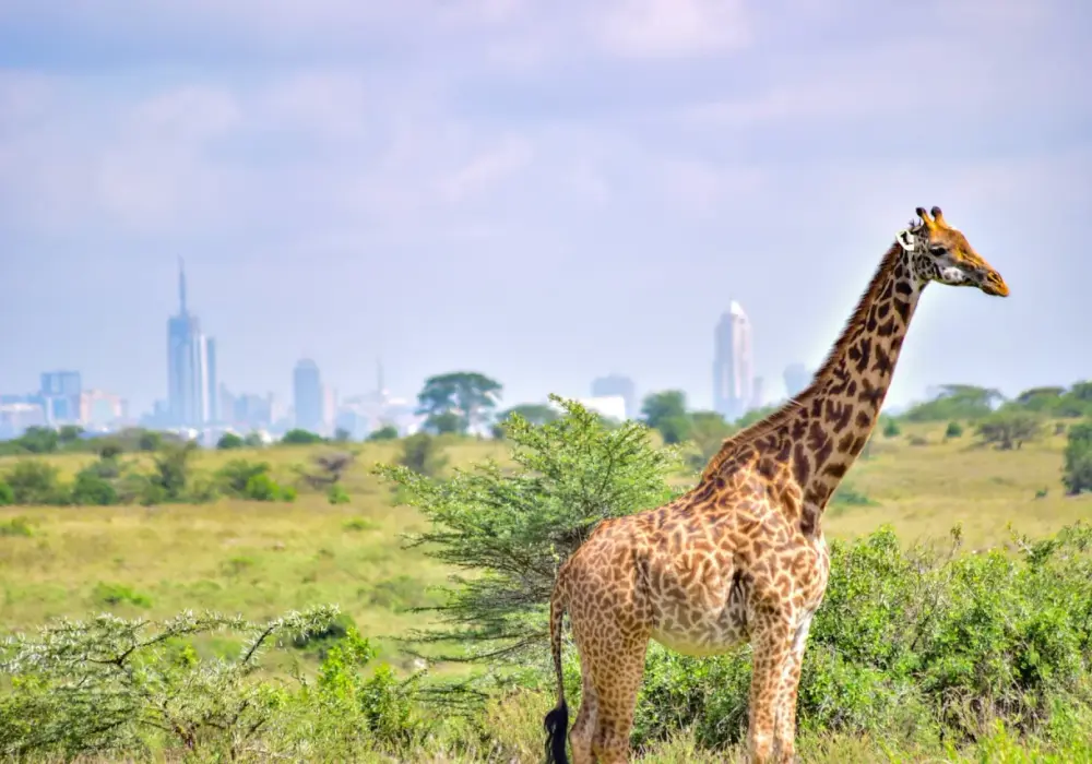 Kenia - Odkryj prawdziwą historię i kulturę poza safari