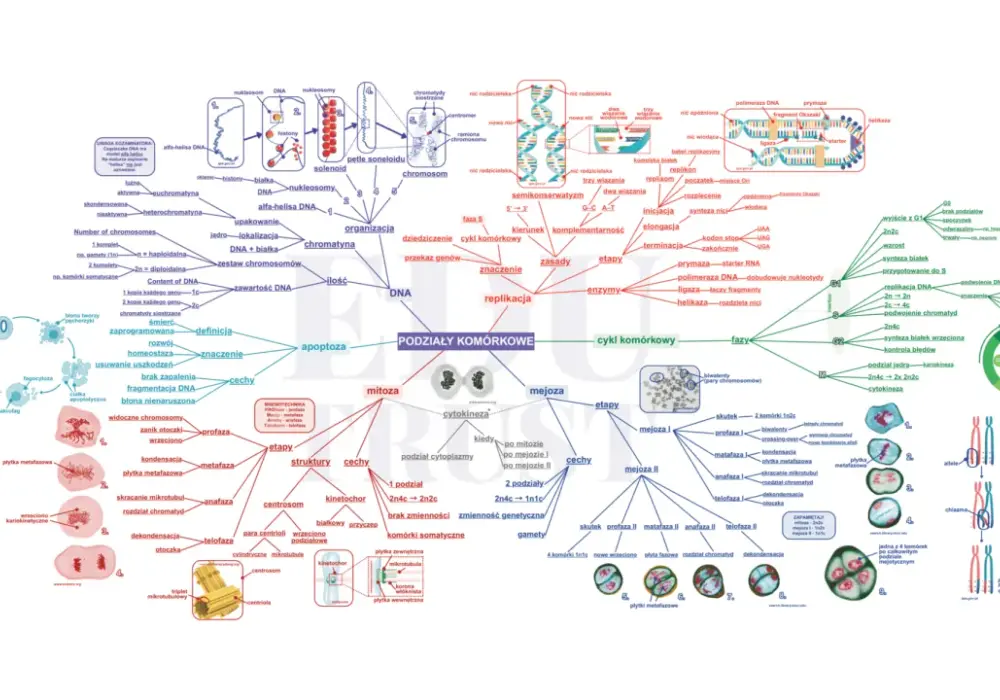 Matura z biologii - Dlaczego teoria to za mało i jak ułożyć plan?