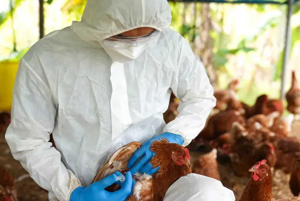 Ptasia grypa - czy mięso drobiowe jest bezpieczne?