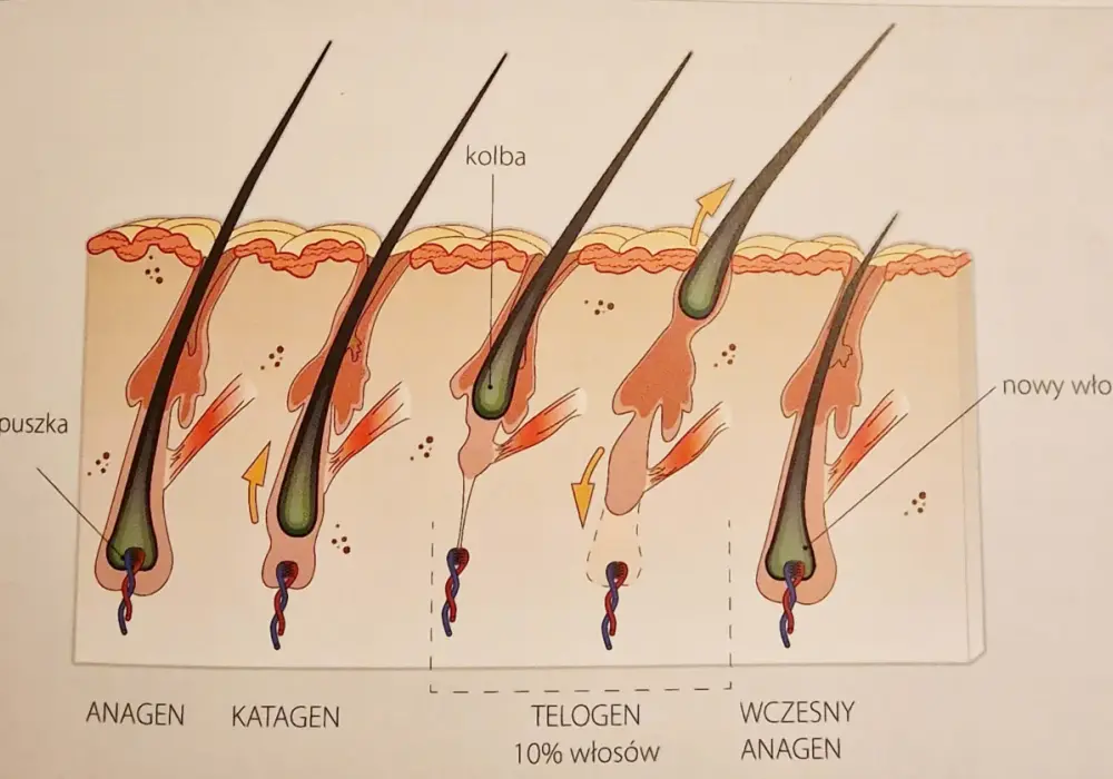 Ile włosów wypada dziennie? Kiedy to norma, a kiedy problem?