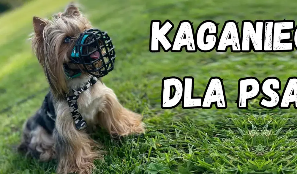Kaganiec dla boksera: Jaki wybrać? Poradnik krok po kroku