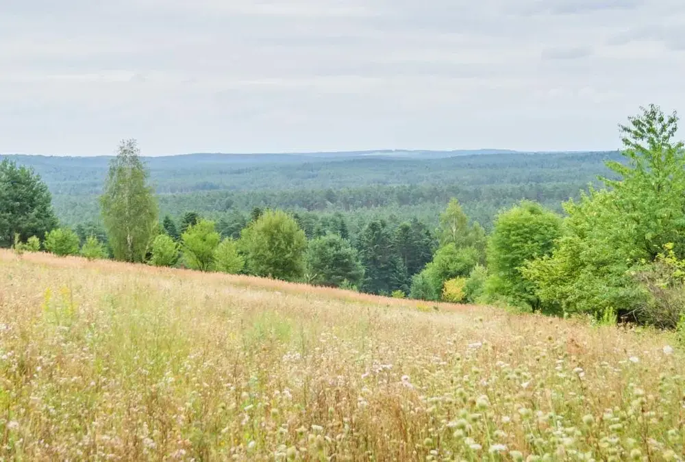 Czy Ty znasz te 7 fascynujących ciekawostek o Wyżynie Lubelskiej?