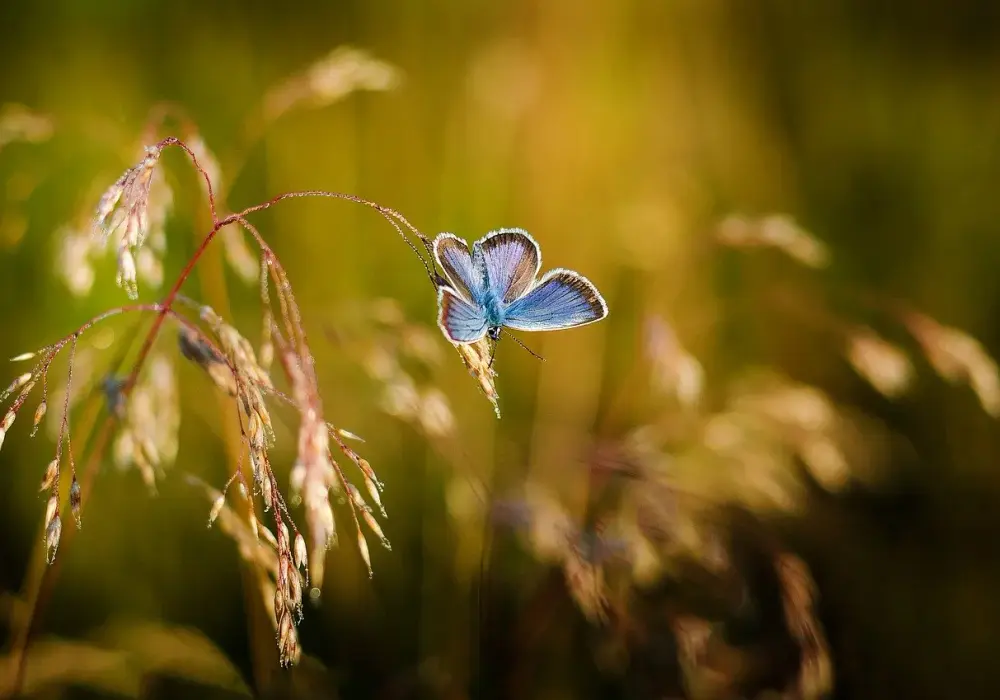 Szczęście jak motyl: cytaty, znaczenie i jak je złapać w codziennym życiu