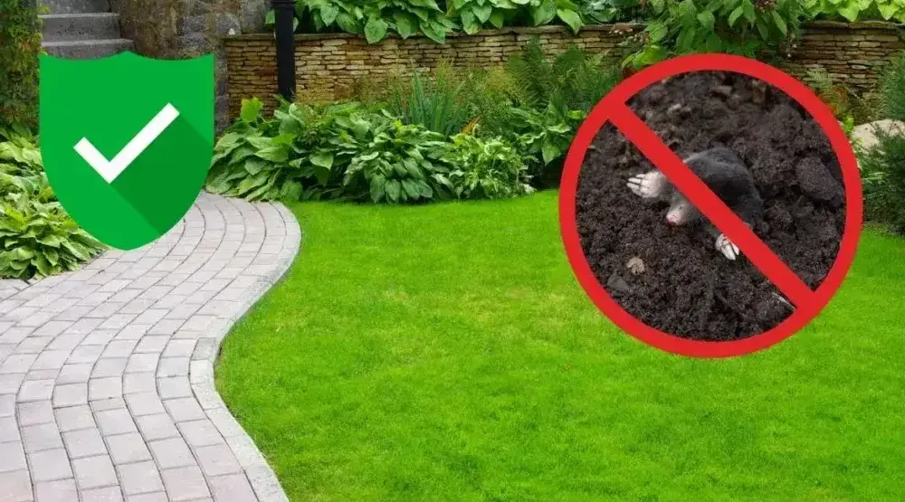 Skuteczne sposoby na to, jak pozbyć się kreta z ogrodu i odzyskać przestrzeń