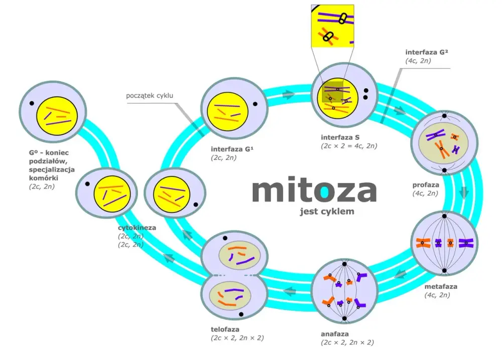 Mitoza i mejoza - czym się różnią i jak ich nie pomylić?