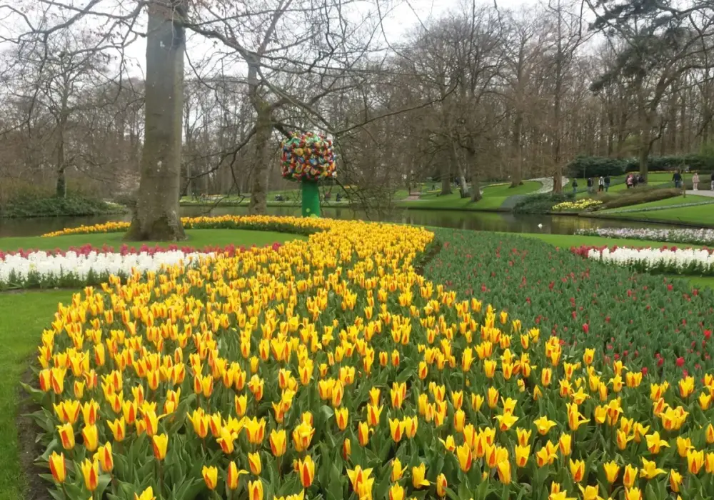 Keukenhof: Magiczny czas kwitnienia tulipanów. Nie przegap tego spektaklu!
