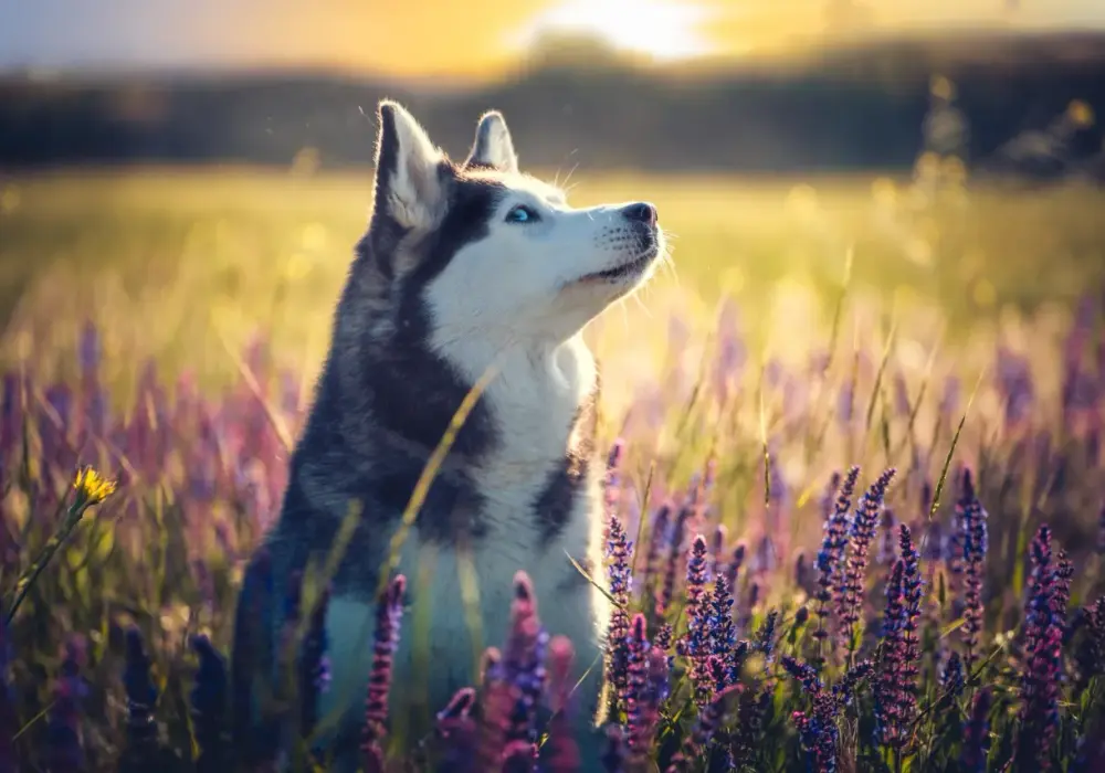 Siberian Husky - Cena szczeniaka i realne koszty