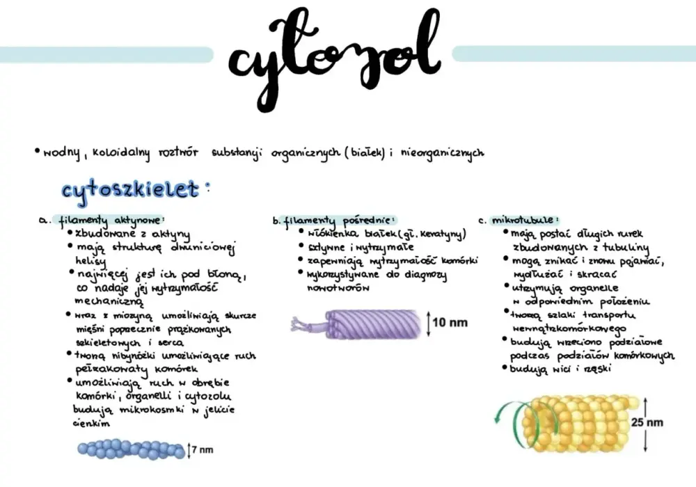 Organelle komórkowe - Poznaj ich funkcje i różnice bez wkuwania