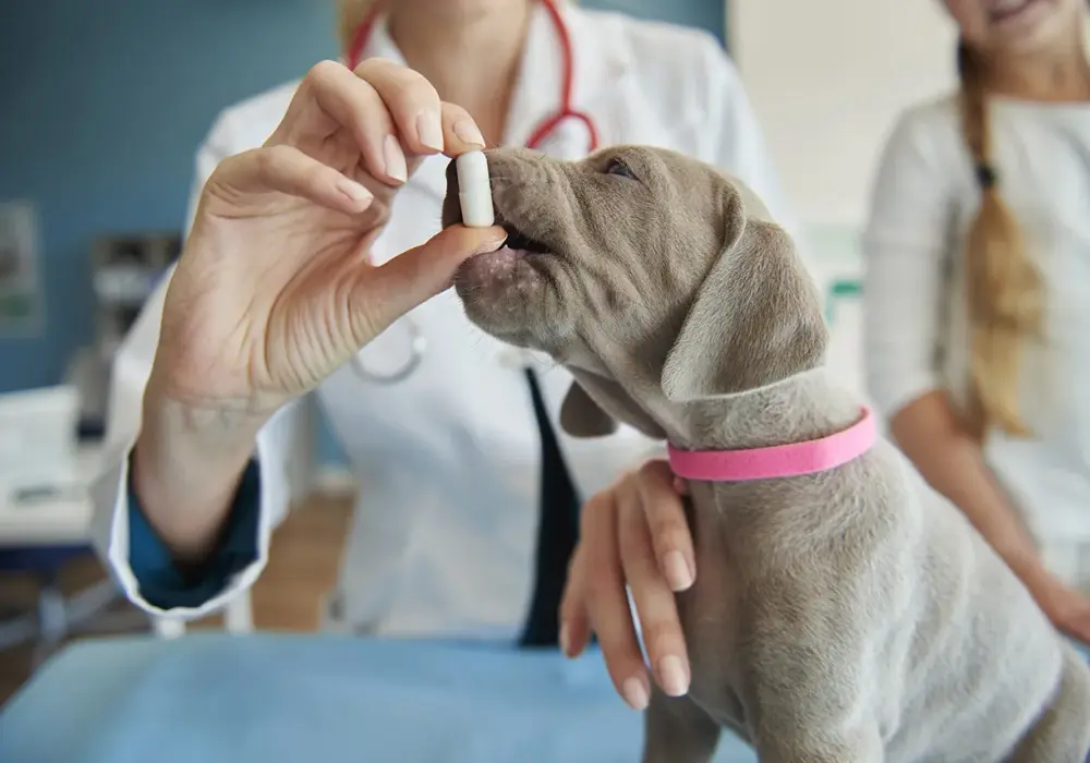Antybiotyk u psa? Odbuduj jelita: Probiotyki kiedy i jak?