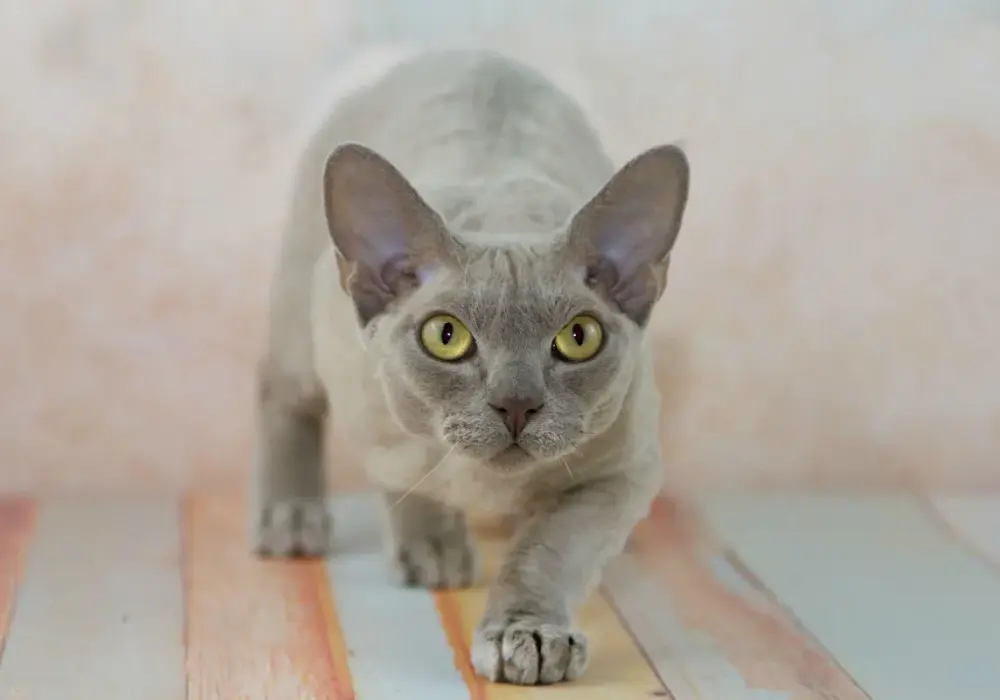 Devon Rex - Ile kosztuje? Kupno, utrzymanie i pułapki