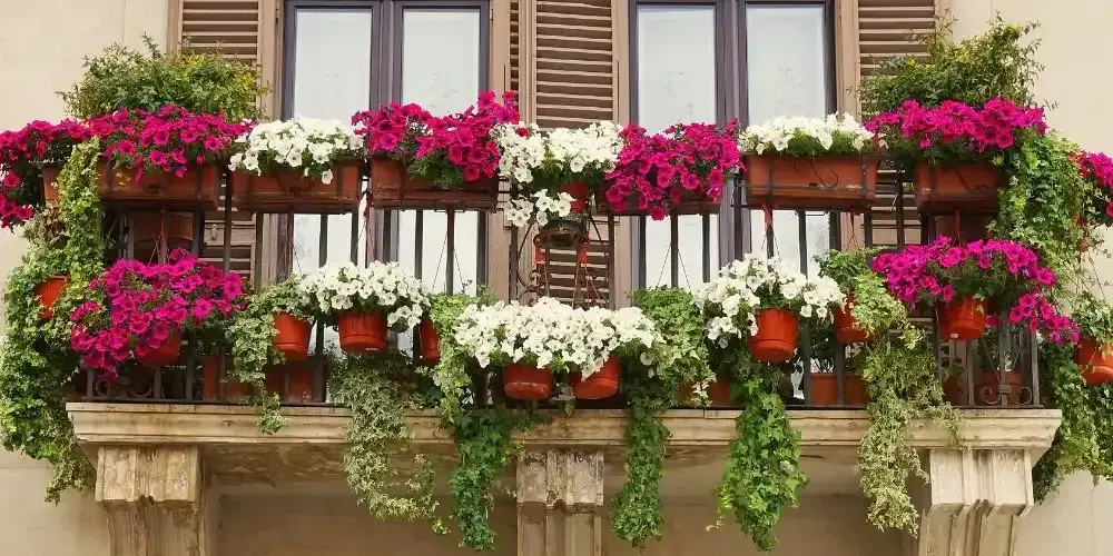 Jakie kwiaty na balkon w maju - najlepsze rośliny do uprawy i pielęgnacji