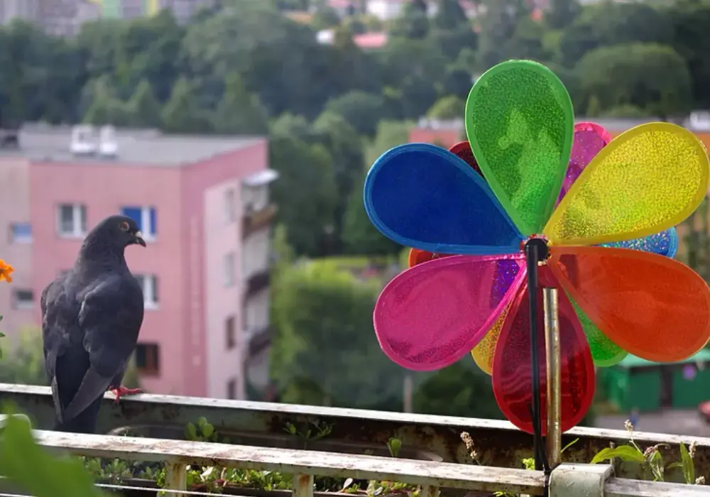 Skuteczne sposoby na gołębie na balkonie – jak się ich pozbyć?