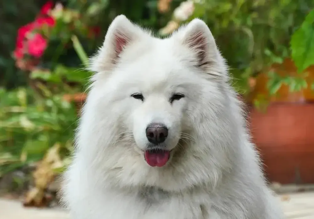 Samoyed: Ile czasu na czesanie? Zdrowa sierść bez kołtunów!