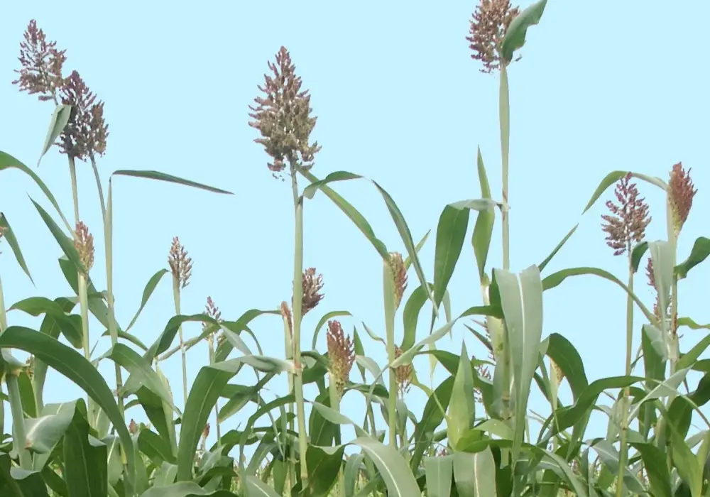 Sorgo zamiast kukurydzy? Odkryj opłacalne alternatywy dla rolników