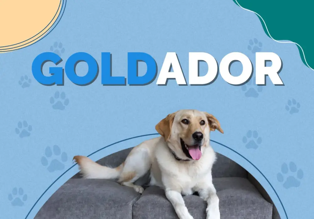 Goldador: Mieszaniec Goldena i Labradora przewodnik