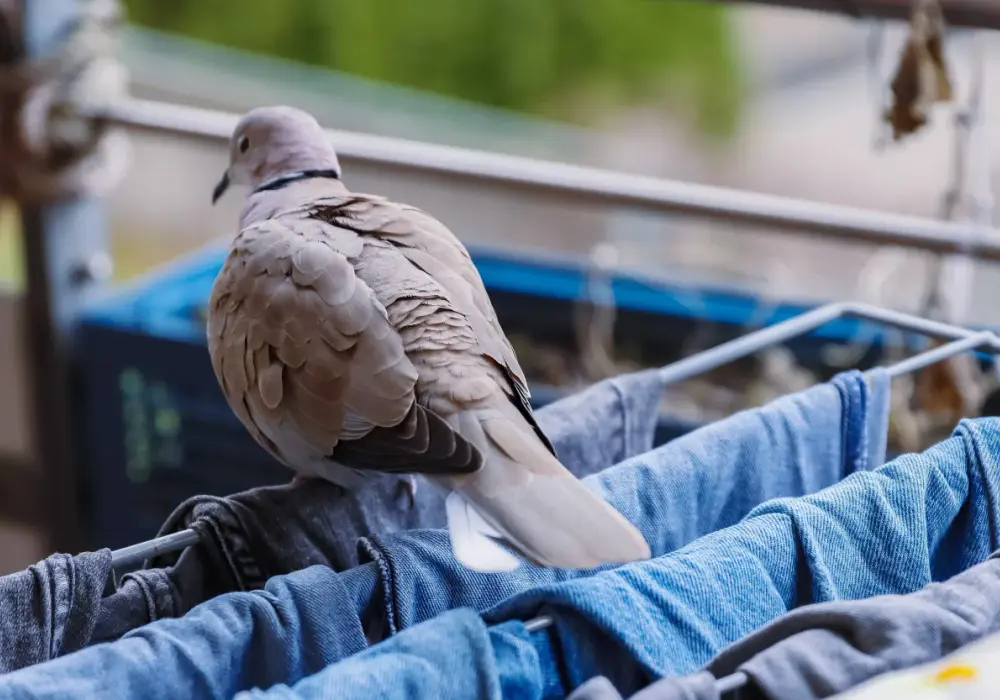 Jak pozbyć się gołębi z balkonu? Skuteczne metody i koszty