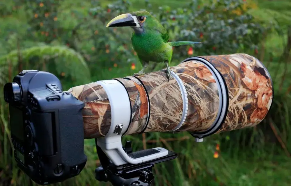Jaki aparat do fotografowania zwierząt wybierać, aby nie żałować wyboru?