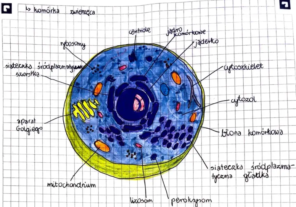 Organella komórkowe - Jak zrozumieć ich funkcje bez wkuwania nazw?