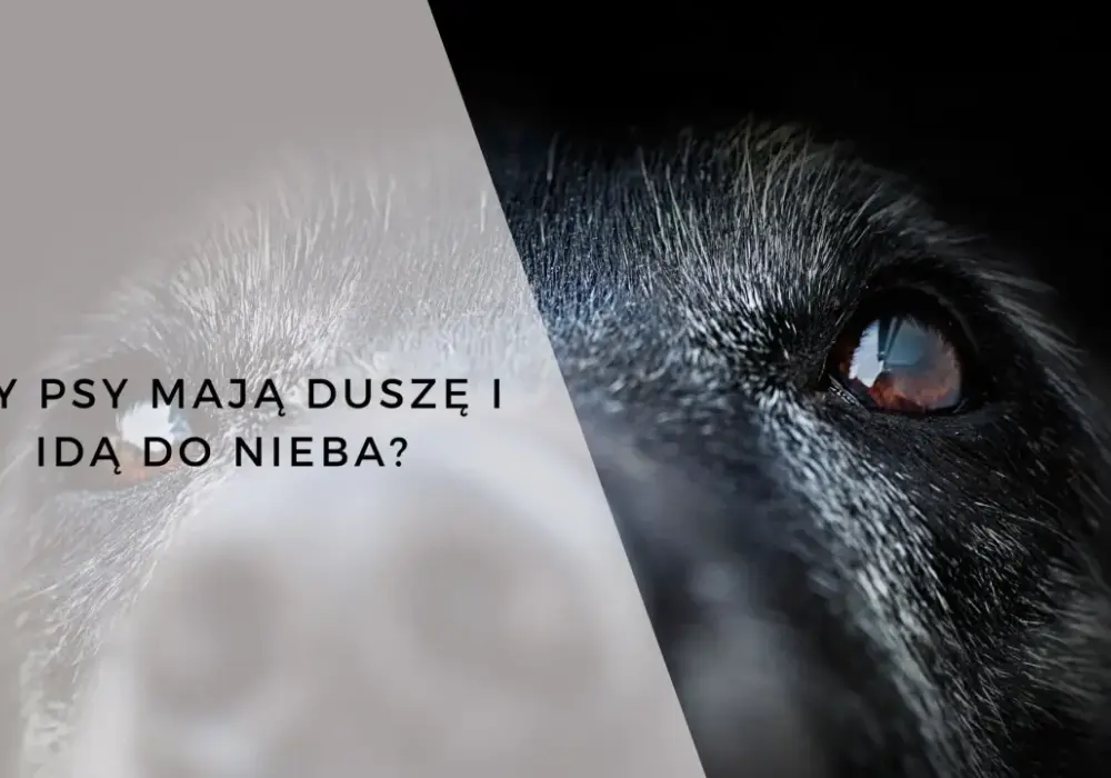Czy zwierzęta mają duszę? Nauka, wiara i filozofia o życiu zwierząt