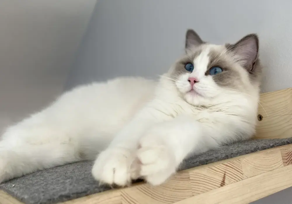 Ragdoll linienie: kiedy i jak dbać o sierść? Poradnik